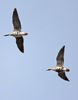 Greater White fronted Geese